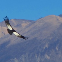 Flying eldery Condor (white wings)